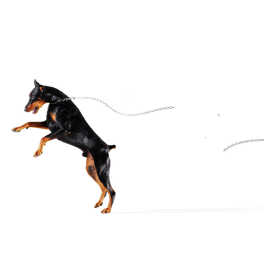 Doberman Breaking Chain And Running Away Photograph by Thomas Northcut