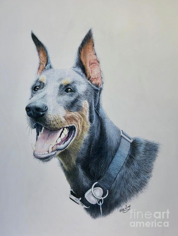 Doberman Drawing by Mike Ivey