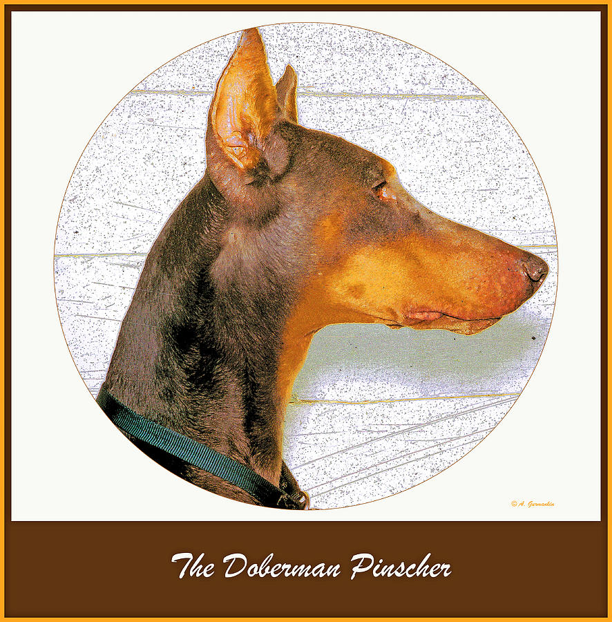 Doberman Pinscher Animal Portrait Photograph by A Macarthur Gurmankin