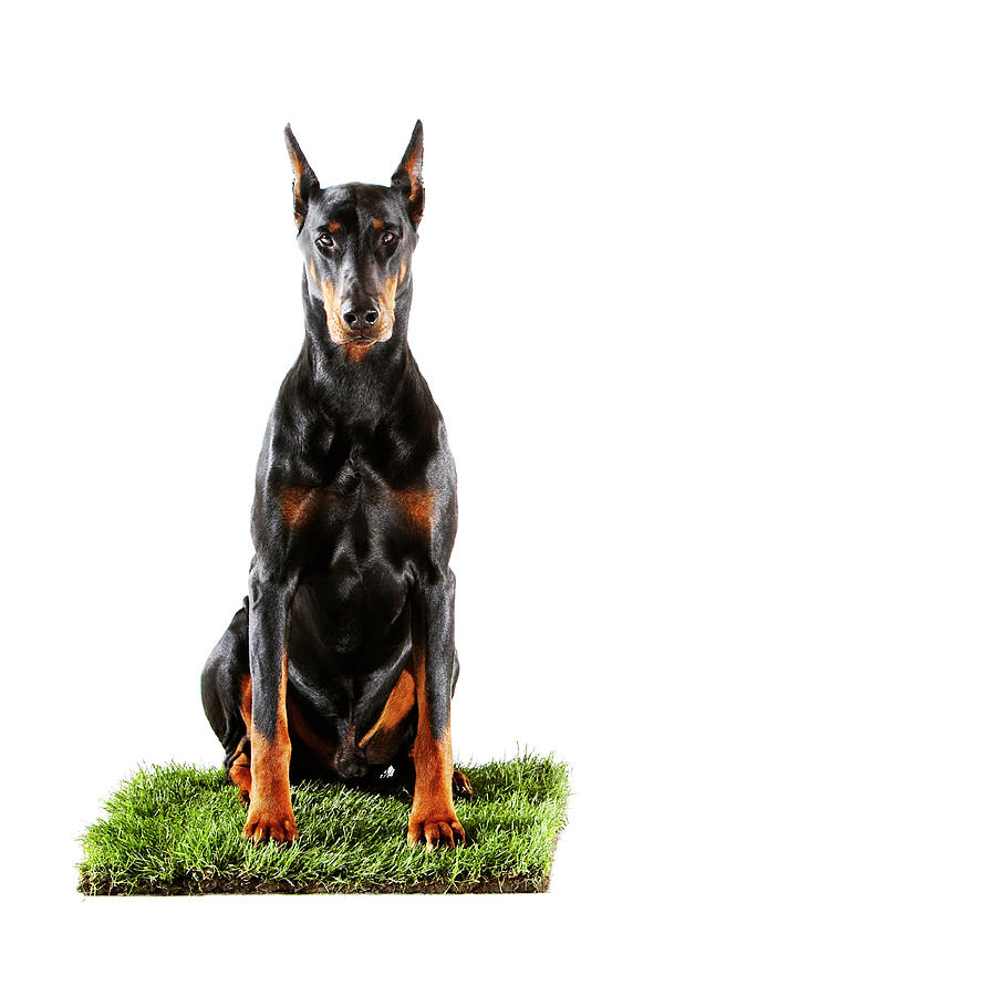 Doberman Sitting On Patch Of Grass Photograph by Thomas Northcut