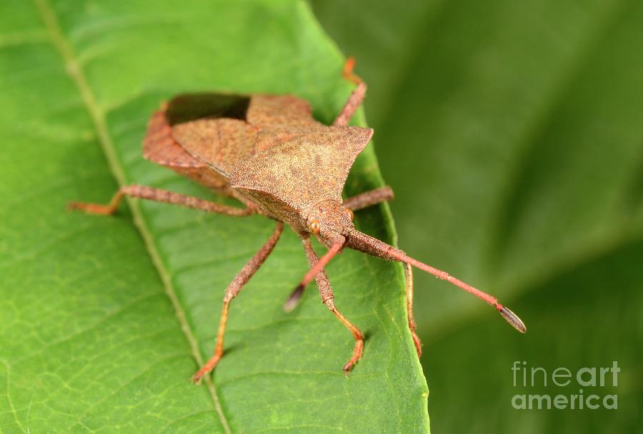 Insects Photograph - Dock Bug by Nigel Downer/science Photo Library