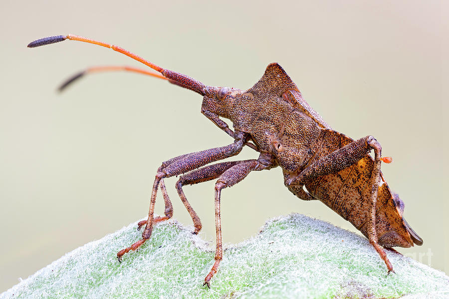 Dock Bug by Ozgur Kerem Bulur/science Photo Library