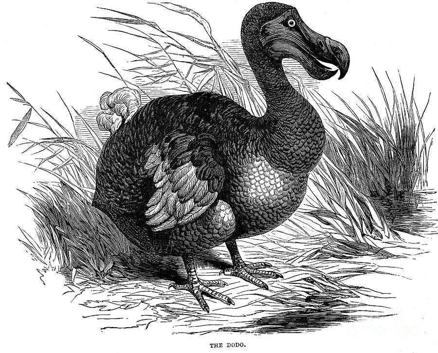 Dodo, 1884 Drawing by Print Collector