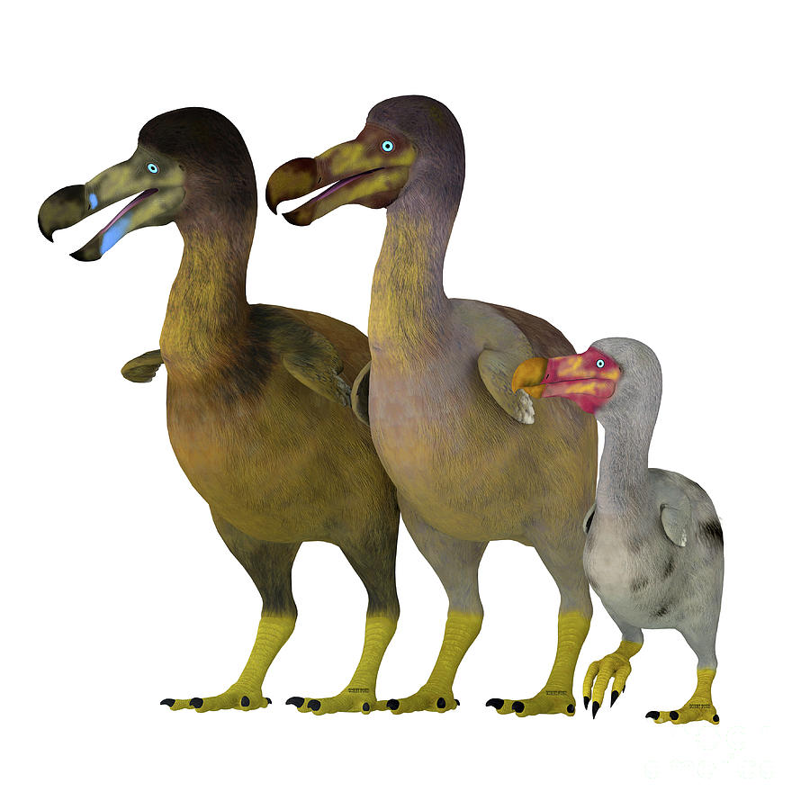 Dodo Bird Family Digital Art