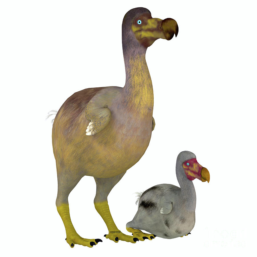 Dodo Bird Female with Young Digital Art by Corey Ford - Fine Art America