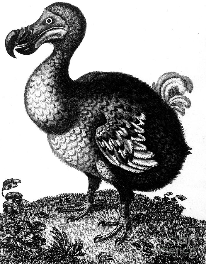 Dodo, C1804 Drawing by Print Collector Fine Art America