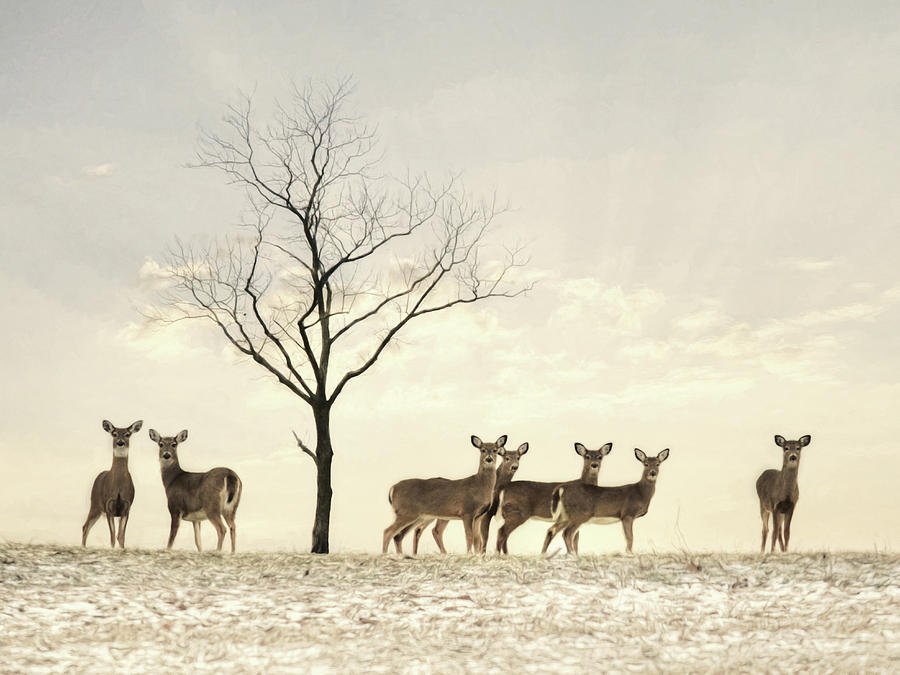 Doe a Deer Photograph by Lori Deiter