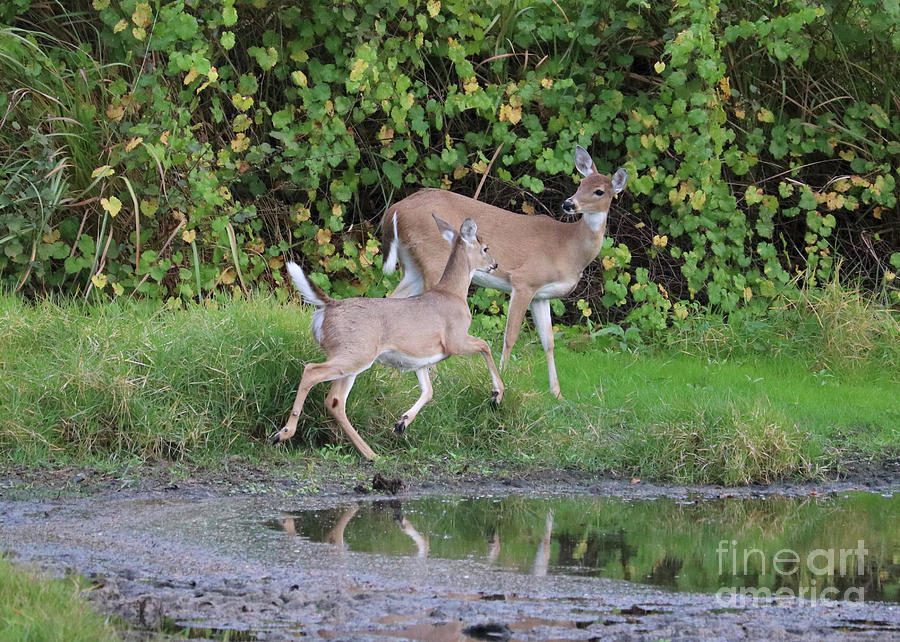 Doe and Fawn by Pond Photograph by Carol Groenen
