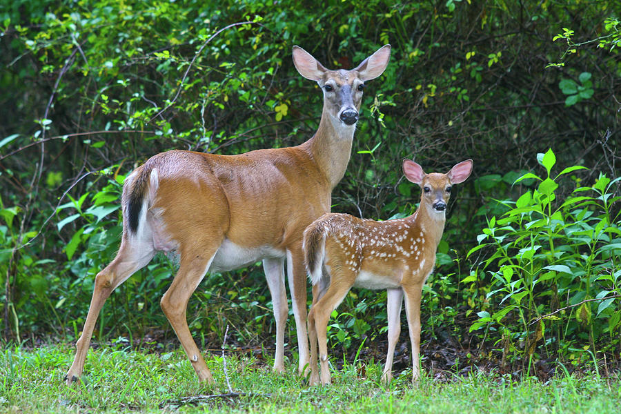 Doe and Fawn Photograph by Greg Smith