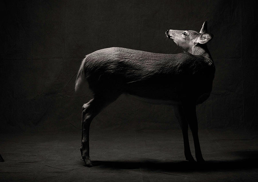 Deer Photograph - Doe by Harry Giglio