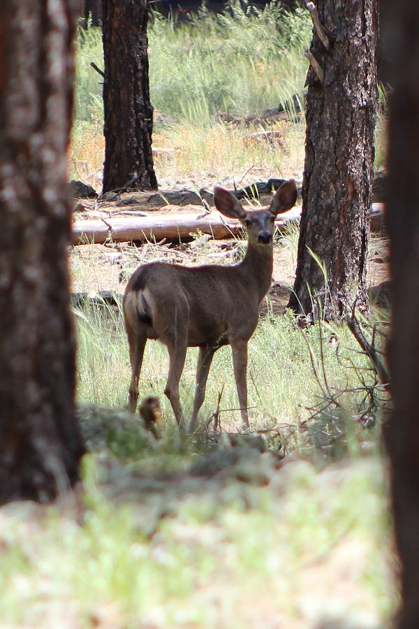 Doe in the Forest Photograph by Monica Donaldson Stewart