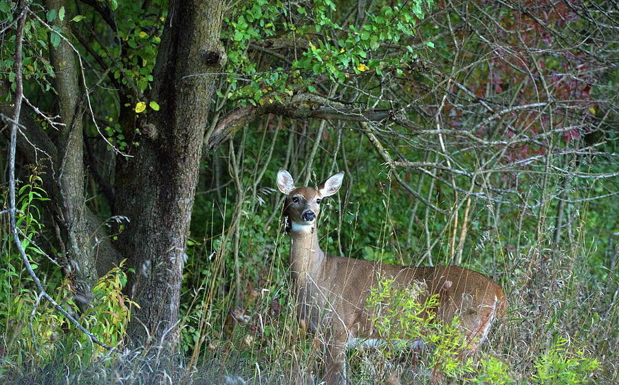 Doe In The Grass Photograph
