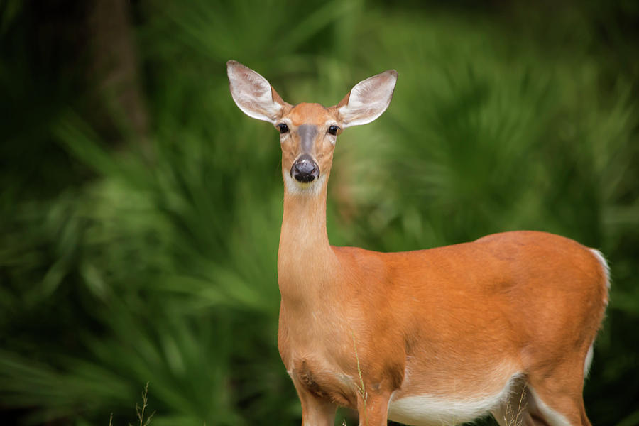 Doe by Kevin Banker Doe by Kevin Banker