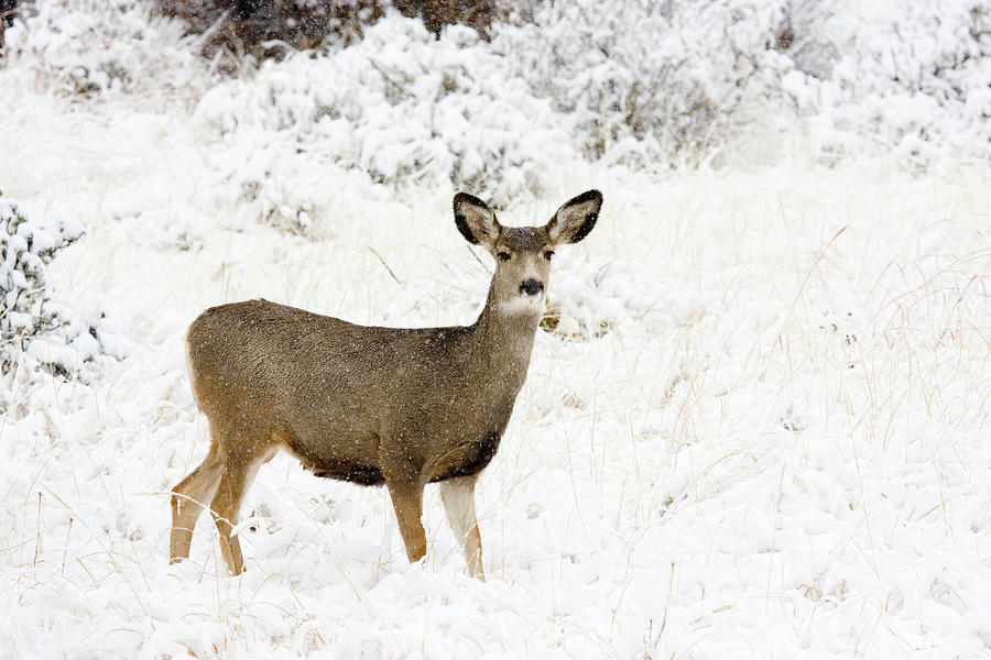 Doe Mule Deer In Snow by Swkrullimaging