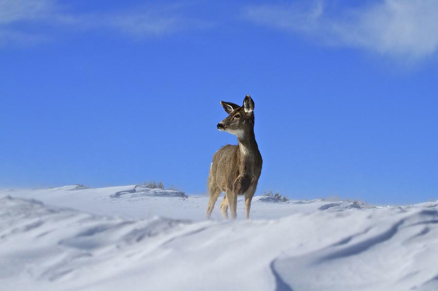 Doe On A Snow Blown Ridge Photograph by Douglasmccartneyphotography
