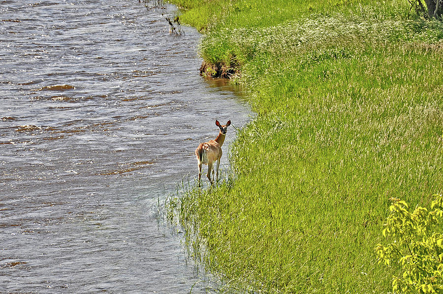 Doe on the banks of the Laramie River Photograph by Chance Kafka