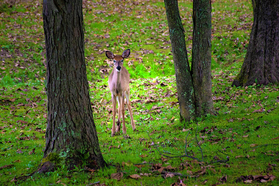 Doe Staring Photograph by Chester Wiker - Fine Art America