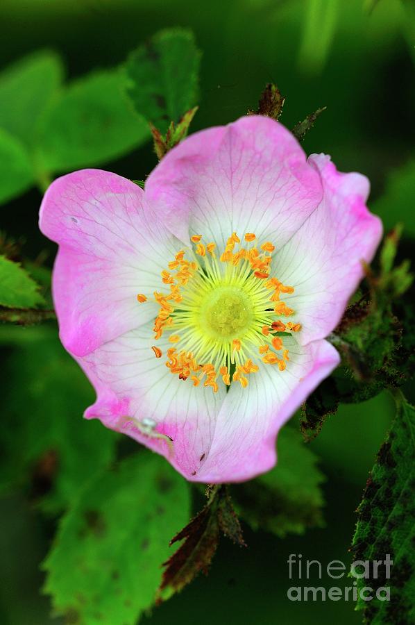Dof Rose (rosa Canina) Photograph by Colin Varndell/science Photo Library