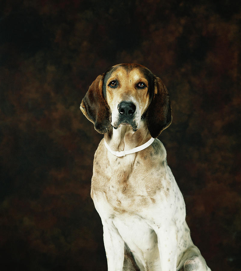 Dog Against Brown Background, Close-up Photograph by Tom Kelley Archive