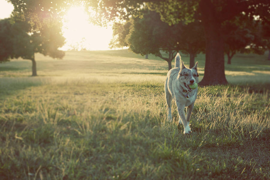 Dog Against Sunlight Photograph by Olive Juice Photography