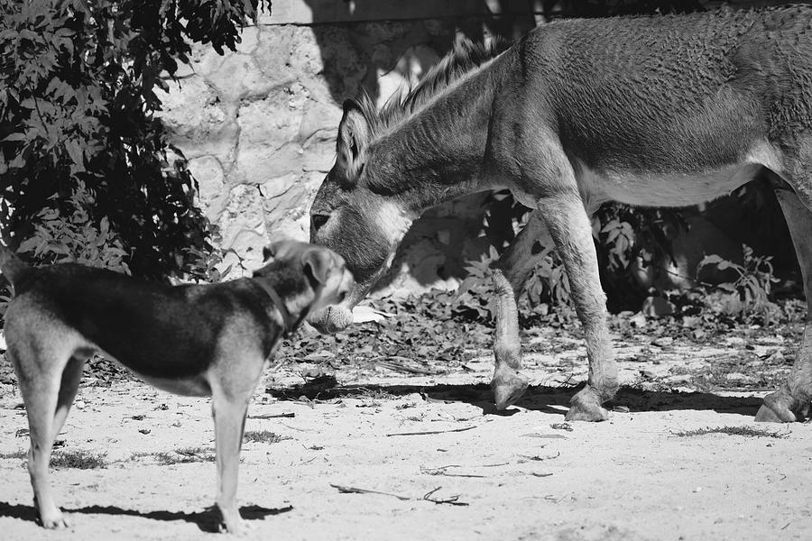 Dog and Burro Show Photograph by Debra Grace Addison
