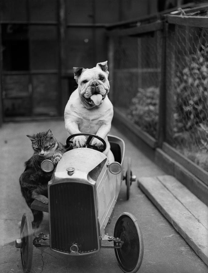 Dog And Cat Car Photograph by Fox Photos