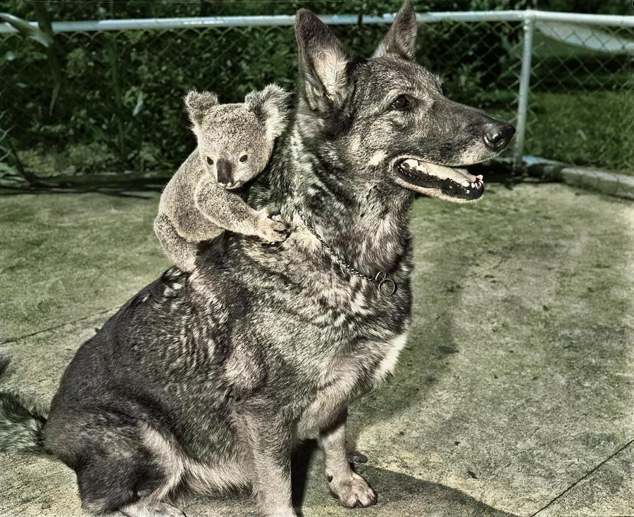 dog-and-koala-at-lone-pine-koala-sanctuary-c-1958-ahmet-asar.jpg