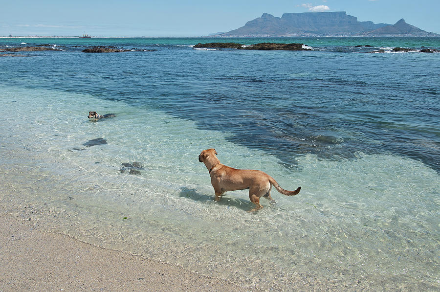 Dog At Beach Photograph by Image By Alex From Cape Town
