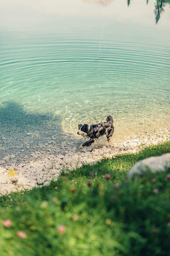 Dog At Ehrwalder Almsee, Reutte, Tirol, Austria, Europe. Photograph by Christian Frumolt