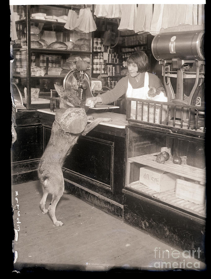 Dog At Grocery Counter Giving Money Photograph by Bettmann