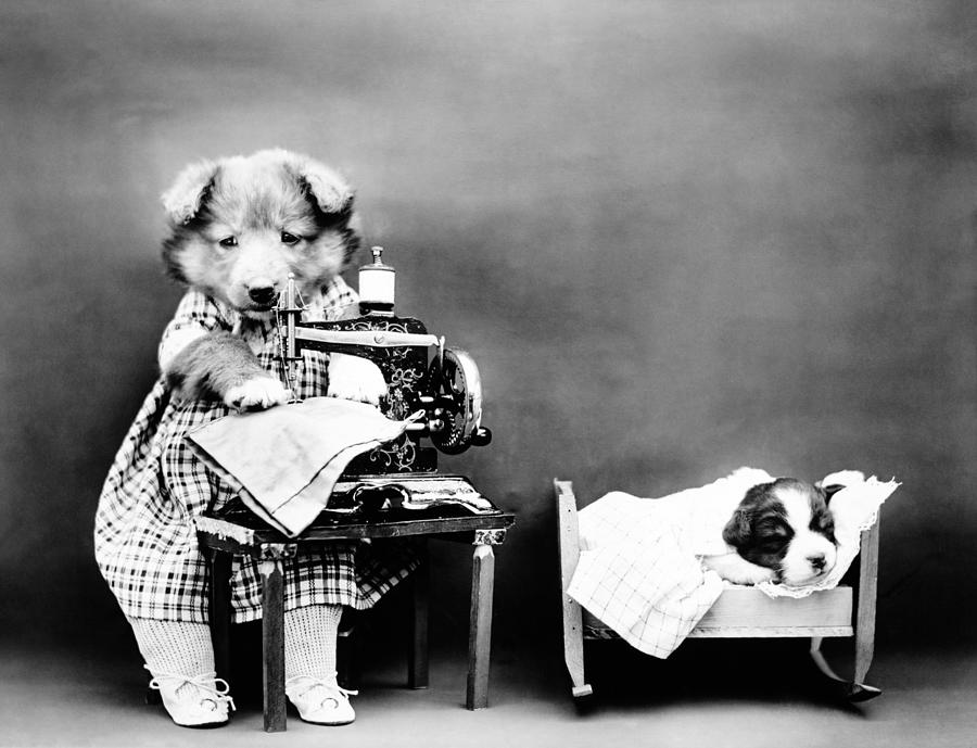 Dog At Sewing Machine - Making Babys Clothes - Harry Whittier Frees Photograph by War Is Hell Store