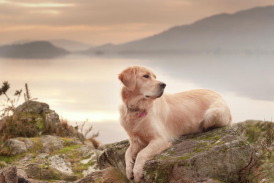 Dog At Sunset Photograph by Image Copyright Of S Turner