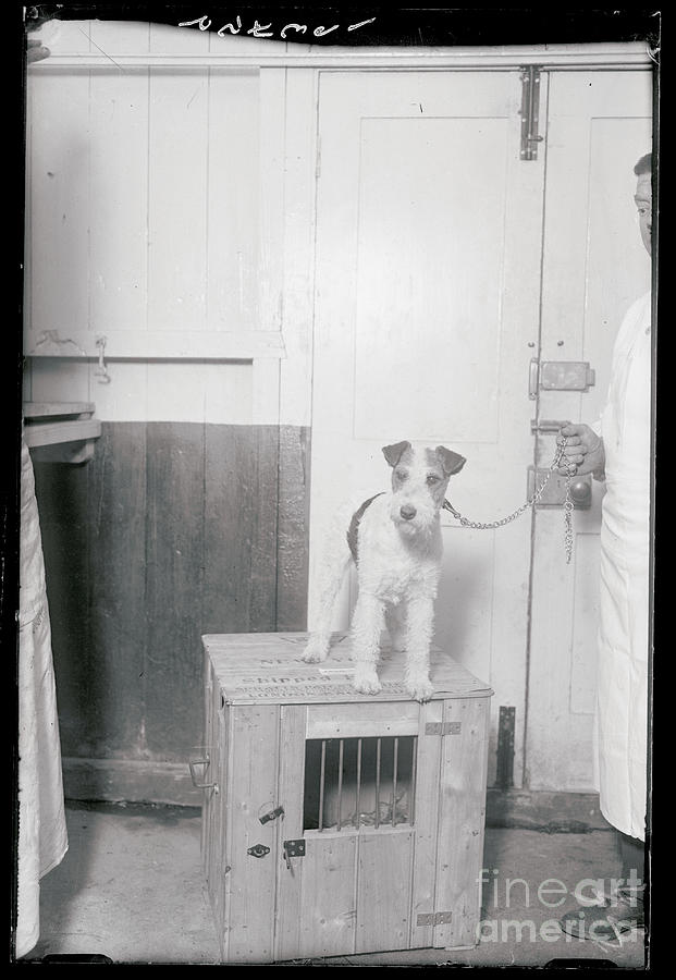 Dog Atop Cage Photograph by Bettmann