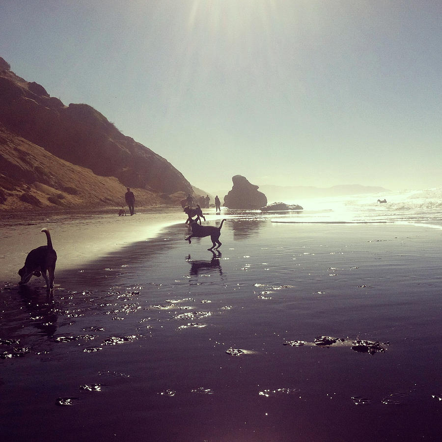 Dog Beach Photograph by Cyndi Monaghan