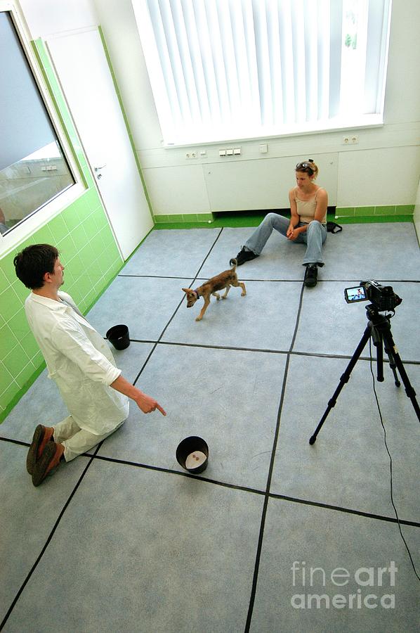 Dog Behaviour Research Photograph by Mona Lisa Production/science Photo Library