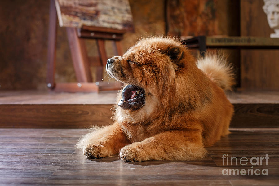 Studio Photograph - Dog Breed Chow Chow Red Dog by Dezy Studio Photograph - Dog Breed Chow Chow Red Dog by Dezy