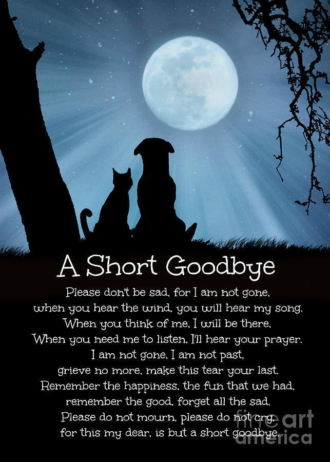 Dog Cat Memorial Sympathy Tribute Spiritual  Poem Photograph by Stephanie Laird