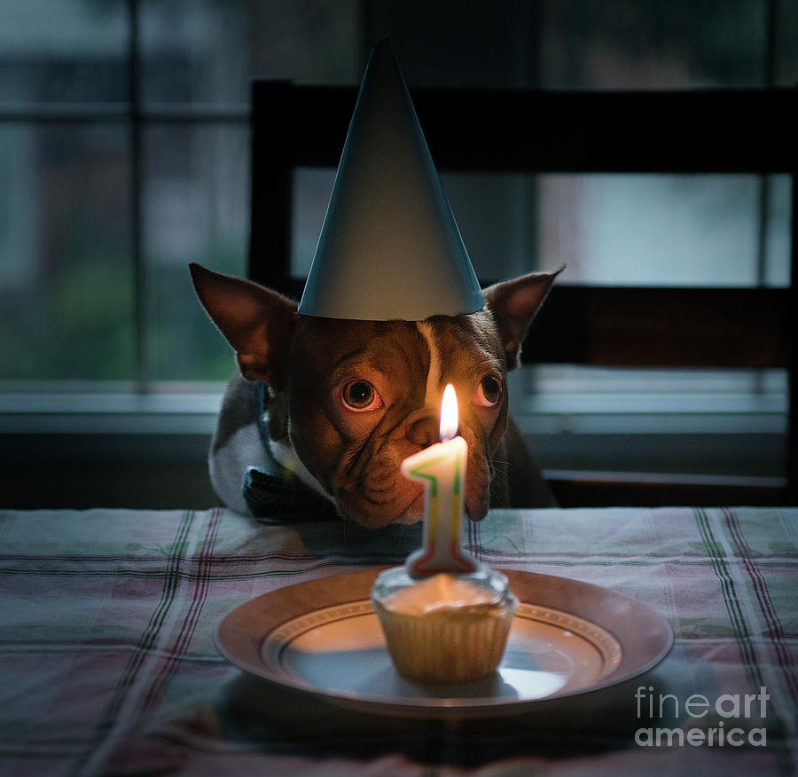 Dog Celebrating Birthday Photograph by Samantha Lynn