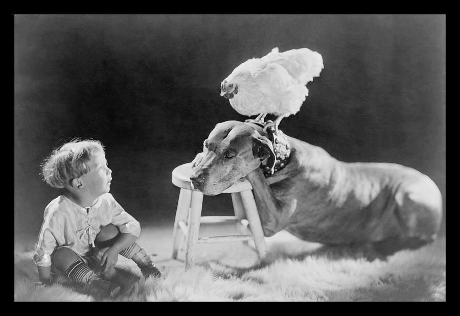 Dog, Child , and Chicken - What are they thinking? Painting by Unknown