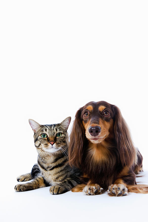 Dog Dachshund And Cat Japanese Cat On Photograph by Ultra.f