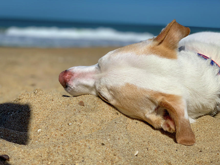 Dog Daze of Summer Photograph by Lora J Wilson