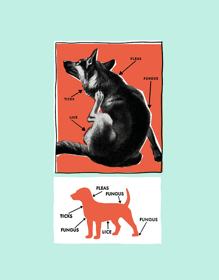 Vintage Drawing - Dog diagram by CSA Images