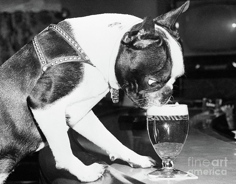 Dog Drinking Beer From Glass In Bar Photograph by Bettmann