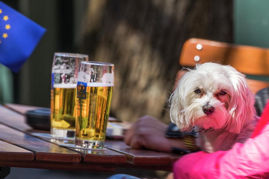 Dog Drinking Beer Digital Art by Reinhard Schmid