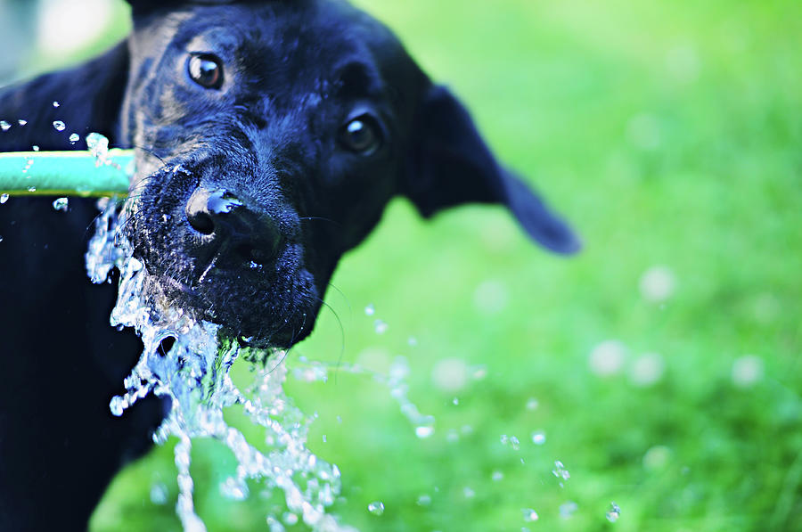 Pets Photograph - Dog Drinking From A Water Hose by Crissy Kight / Www.dearcrissy.com