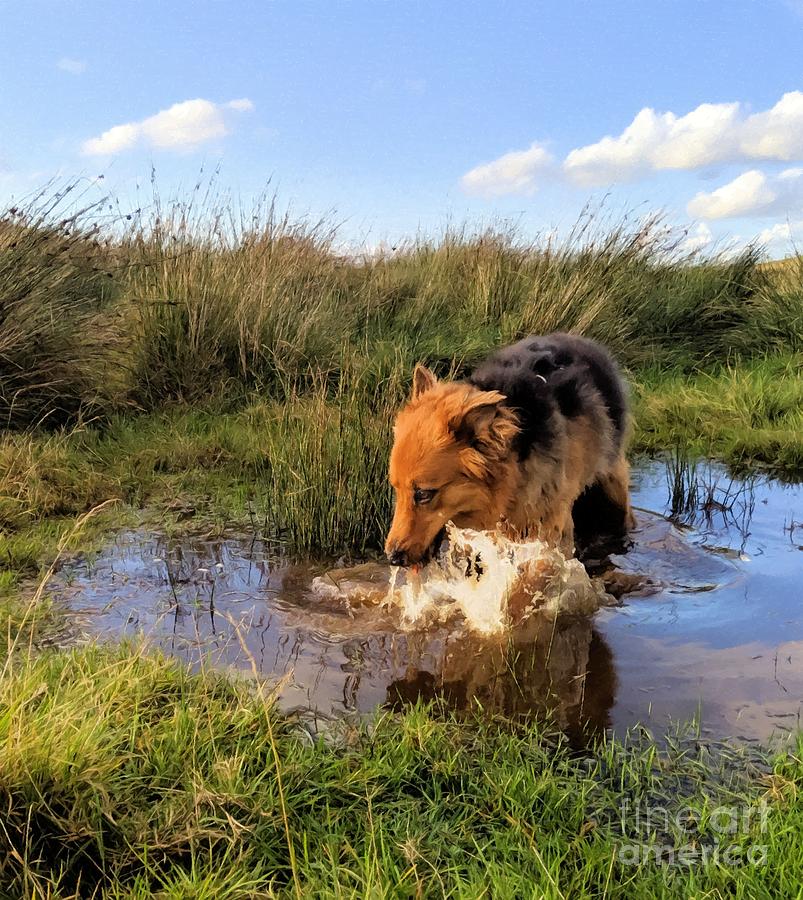 Dog Drinking Water In A Puddle In The Hills by Abbie Shores Dog Drinking Water In A Puddle In The Hills by Abbie Shores