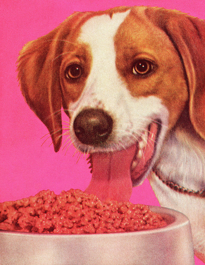 Vintage Drawing - Dog Eating Dog Food by CSA Images