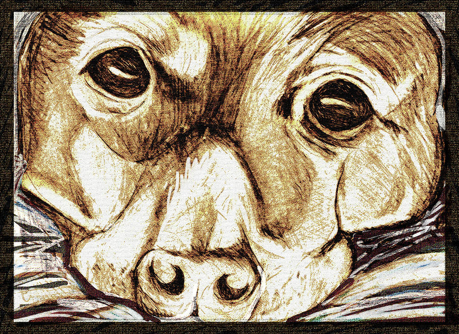 Dog Eyes Drawing by Rod Whyte
