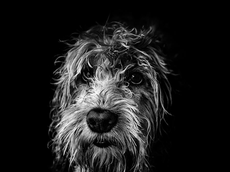 Dog Face Photograph by Kemal Hay?t