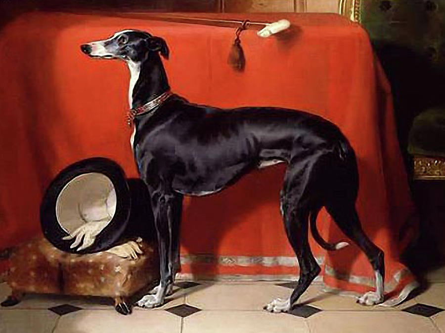 Dog - Favorite Greyhound Mixed Media by Edwin Landseer